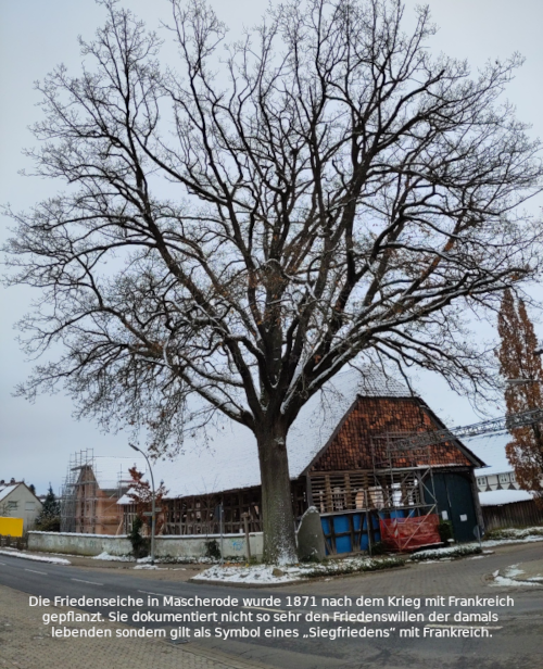 Friedenseiche in Braunschweig-Mascherode